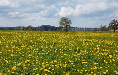 Rundtour ab Eberbach: Einmal um den Katzenbuckel ...