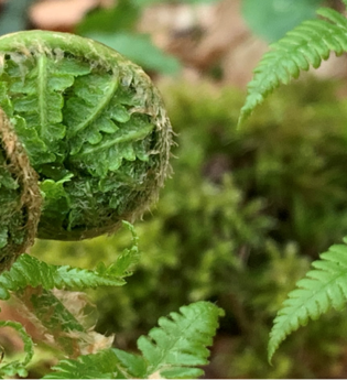Grüne  Farnblätter | © Forstamt Schwäbisch Hall