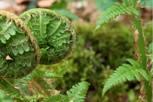 Grüne  Farnblätter | © Forstamt Schwäbisch Hall