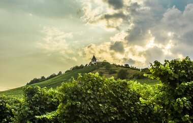 St. Michael Express | Planwagen- & Weinbergrundfahrten am Michaelsberg Cleebronn | HeilbronnerLand | © Weingärtner Cleebronn-Güglingen