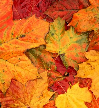 buntes Herbstlaub | © ccbyNPH