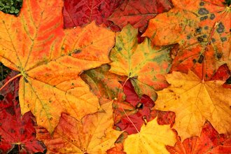 buntes Herbstlaub | © ccbyNPH