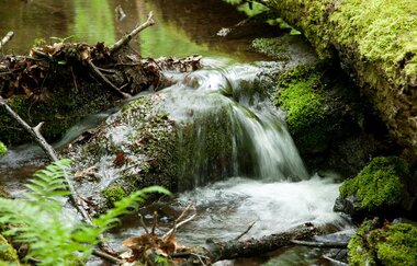 Schwarzbach von der Quelle bis zur Mündung | © Quelle: Landratsamt Rhein-Neckar-Kreis