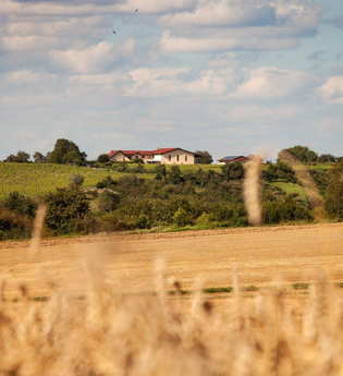 Sommer-Bistro | © WEINGUT LUDWIG HONOLD