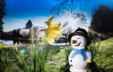 Kleiner Schneemann vor Wiese mit Osterglocken | © Gunnar Fuchs