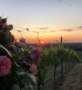 Herrlicher Sonnenuntergang mit Rose im Vordergrund | © Touristikgemeinschaft Hohenlohe e. V. | Weingut Ungerer, Pfedelbach