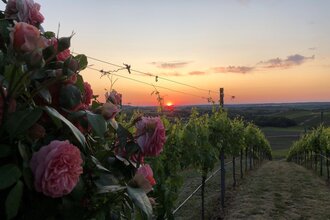 Herrlicher Sonnenuntergang mit Rose im Vordergrund | © Touristikgemeinschaft Hohenlohe e. V. | Weingut Ungerer, Pfedelbach
