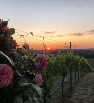 Herrlicher Sonnenuntergang mit Rose im Vordergrund | © Touristikgemeinschaft Hohenlohe e. V. | Weingut Ungerer, Pfedelbach