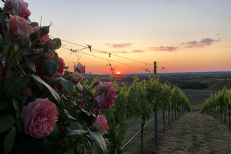 Herrlicher Sonnenuntergang mit Rose im Vordergrund | © Touristikgemeinschaft Hohenlohe e. V. | Weingut Ungerer, Pfedelbach