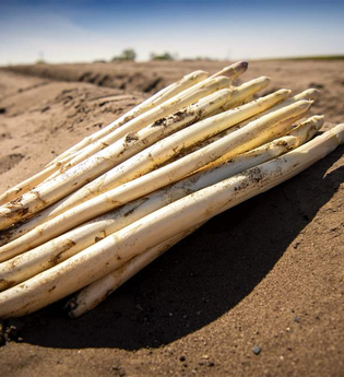 Spargelanstich | © Stadt Schwetzingen