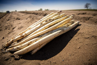 Spargelanstich | © Stadt Schwetzingen
