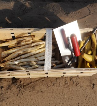 Spargelworkshop | © Tourist Information Schwetzingen