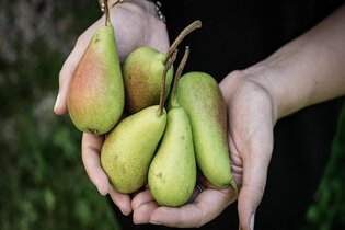 Birnen haltende Hände | © TMBW
