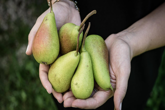 Birnen haltende Hände | © TMBW