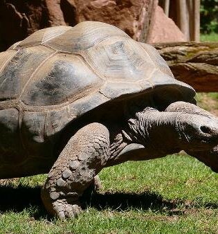 Laufende Riesenschildkröte | © Laufende Riesenschildkröte