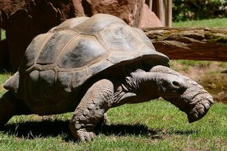 Laufende Riesenschildkröte | © Laufende Riesenschildkröte