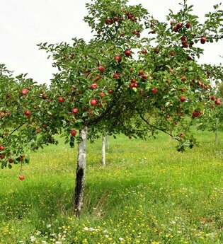 Streuobstwiesenwanderung | © Christina Lauer