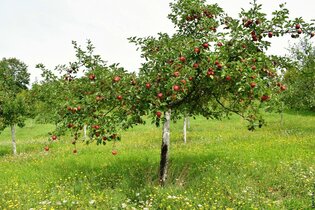 Streuobstwiesenwanderung