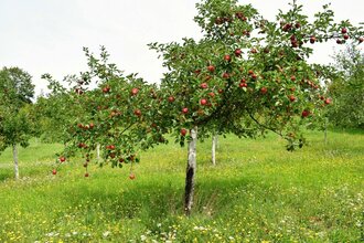 Streuobstwiesenwanderung | © Christina Lauer