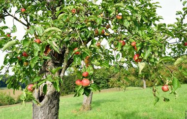 Streuobstwiesenwanderung | © Christina Lauer