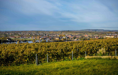 Blick über die Weinberge | Weingut | Wein und Sektgut Hirschmüller | Lauffen | © NZT