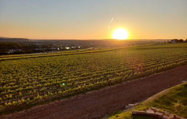 Sundowner Wein und Sektgut Hirschmüller | Weinprobe | Weingut | Lauffen | © NZT