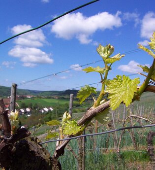 Tag der Hohenhaslacher Weingüter | © Stadt Sachsenheim/Gudra