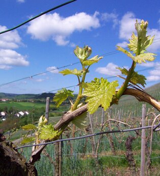 Tag der Hohenhaslacher Weingüter | © Stadt Sachsenheim/Gudra