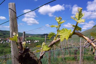 Tag der Hohenhaslacher Weingüter | © Stadt Sachsenheim/Gudra