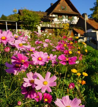 Blumen | © Vierthaler