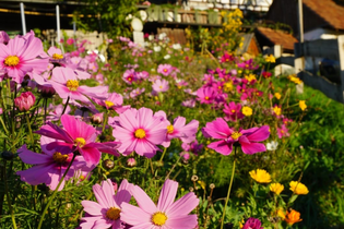 Blumen | © Vierthaler