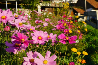 Blumen | © Vierthaler