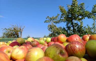 Geerntete Äpfel im Korb auf einer Streuobstwiese