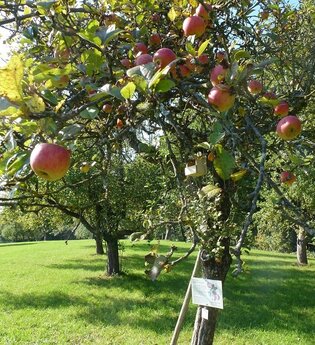 Apfelbaum