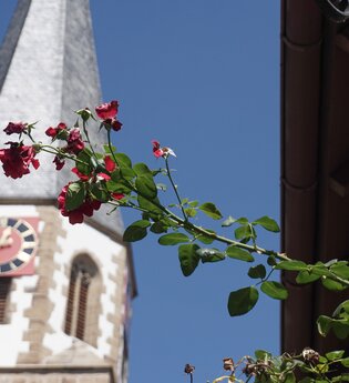 Jakobus Stadtkirche Brackenheim