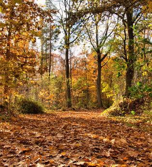 Trauerspaziergang | © HelgaKA