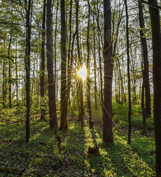 Trauerwanderung | © beefjacos