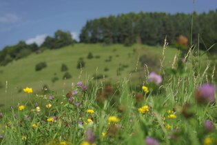 Treffen für Kräuterkundige und Kräuterbegeisterte | © TMBW