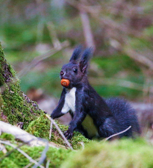 Ein Eichhörnchen sitzt auf einem moosbewachsenen Baumstamm und hält eine Nuss im Maul. | © Forstamt Schwäbisch Hall