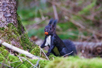 Ein Eichhörnchen sitzt auf einem moosbewachsenen Baumstamm und hält eine Nuss im Maul. | © Forstamt Schwäbisch Hall
