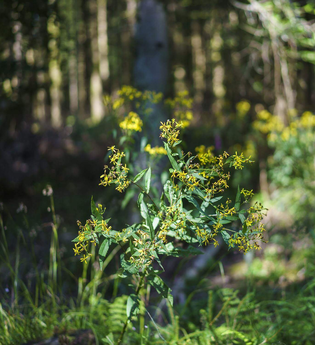 Unterwegs die Natur als Künstler ohne Pinsel wahrnehmen | © TMBW