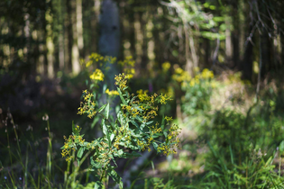 Unterwegs die Natur als Künstler ohne Pinsel wahrnehmen | © TMBW