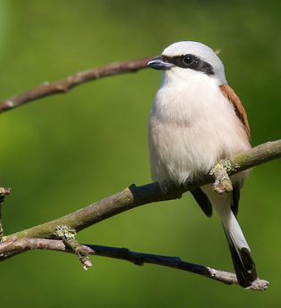 Vogelkundliche Wanderung