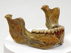 Vom Menschen der Urzeit - Kostenlose Sonntagsführung | © Homo heidelbergensis von Mauer e.V.