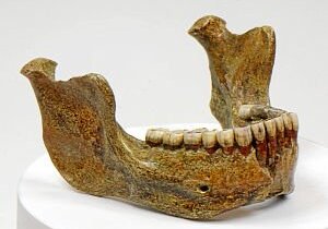 Vom Menschen der Urzeit - Kostenlose Sonntagsführung | © Homo heidelbergensis von Mauer e.V.