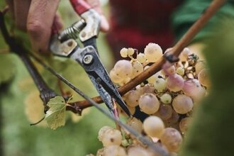 Von der Traube in die Flasche | © Stadtverwaltung Vaihingen an der Enz