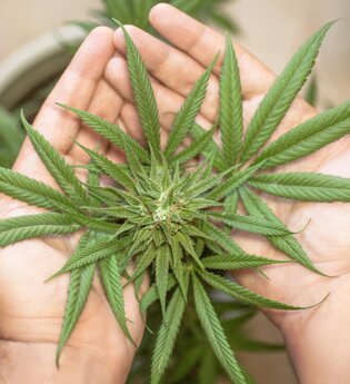 Vortrag Cannabis als Heilpflanze | © Bild von Erin Stone auf Pixabay free download