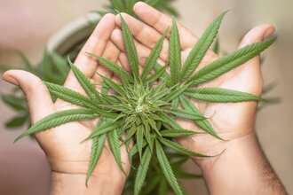 Vortrag Cannabis als Heilpflanze | © Bild von Erin Stone auf Pixabay free download
