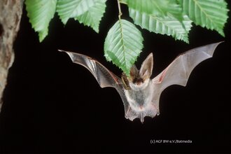 Vortrag: „Ein Garten für Fledermäuse – mehr Leben in der Nacht“ mit Maren Meissner | © AGF BW_Batmedia