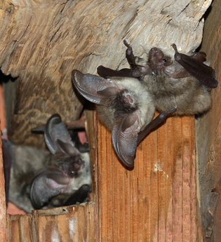 Vortrag: Mitbewohner im Glockenstuhl – Wenn der Kirchturm zum Fledermausquartier wird